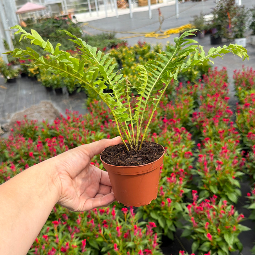 Silver Lady Tree Fern | Blechnum gibbum