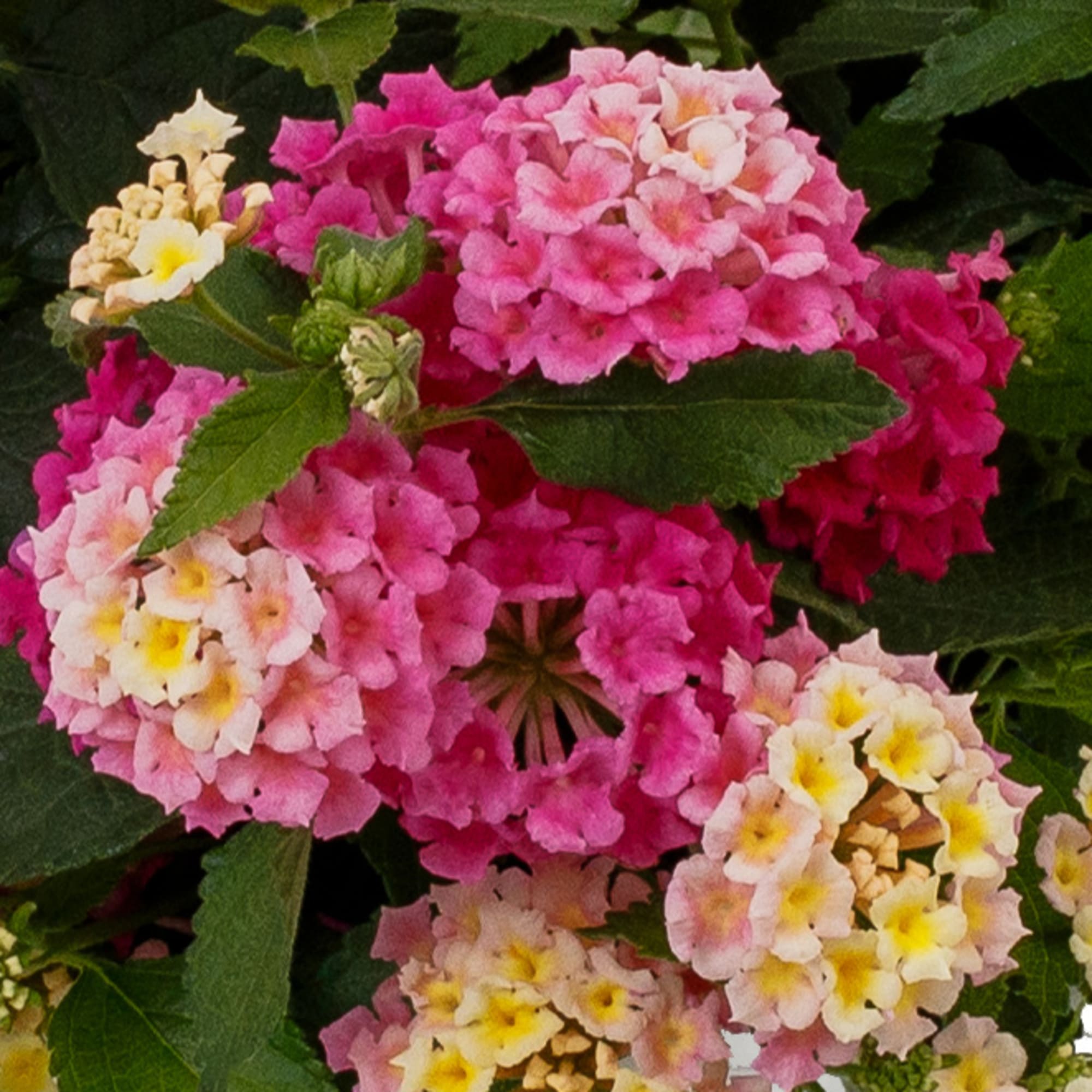 Lantana Bandolista™ Pink Lemonberry
