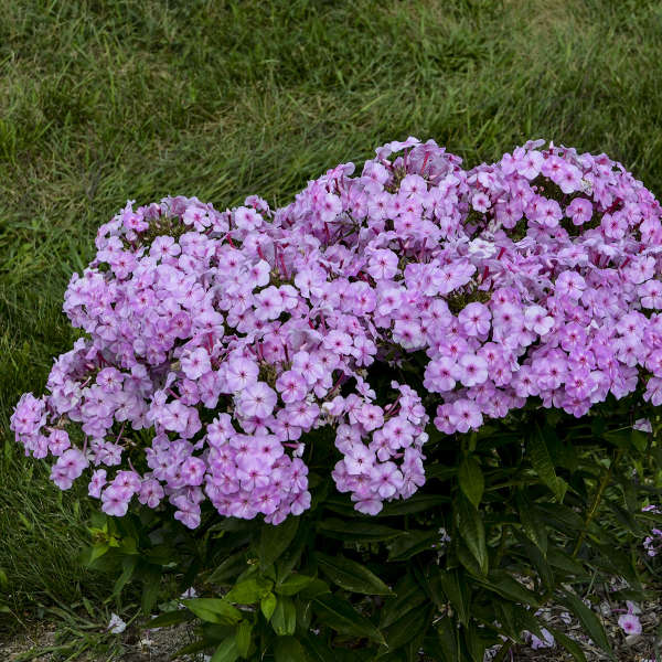 Garden Phlox 'Uptown Girl'