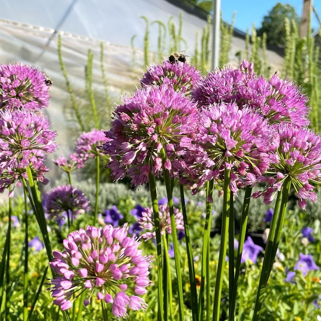 Allium 'Millenium'