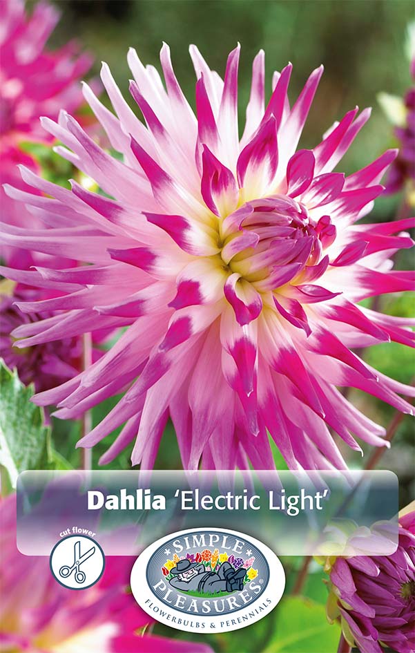 Dahlia Electric Light | Cactus Dahlia