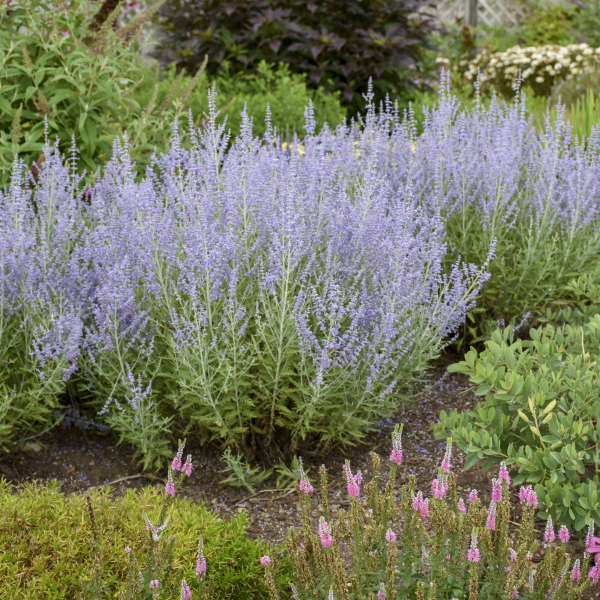 Russian Sage 'Blue Jean Baby'