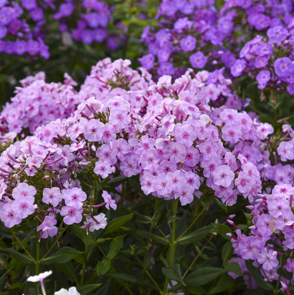 Garden Phlox 'Uptown Girl'