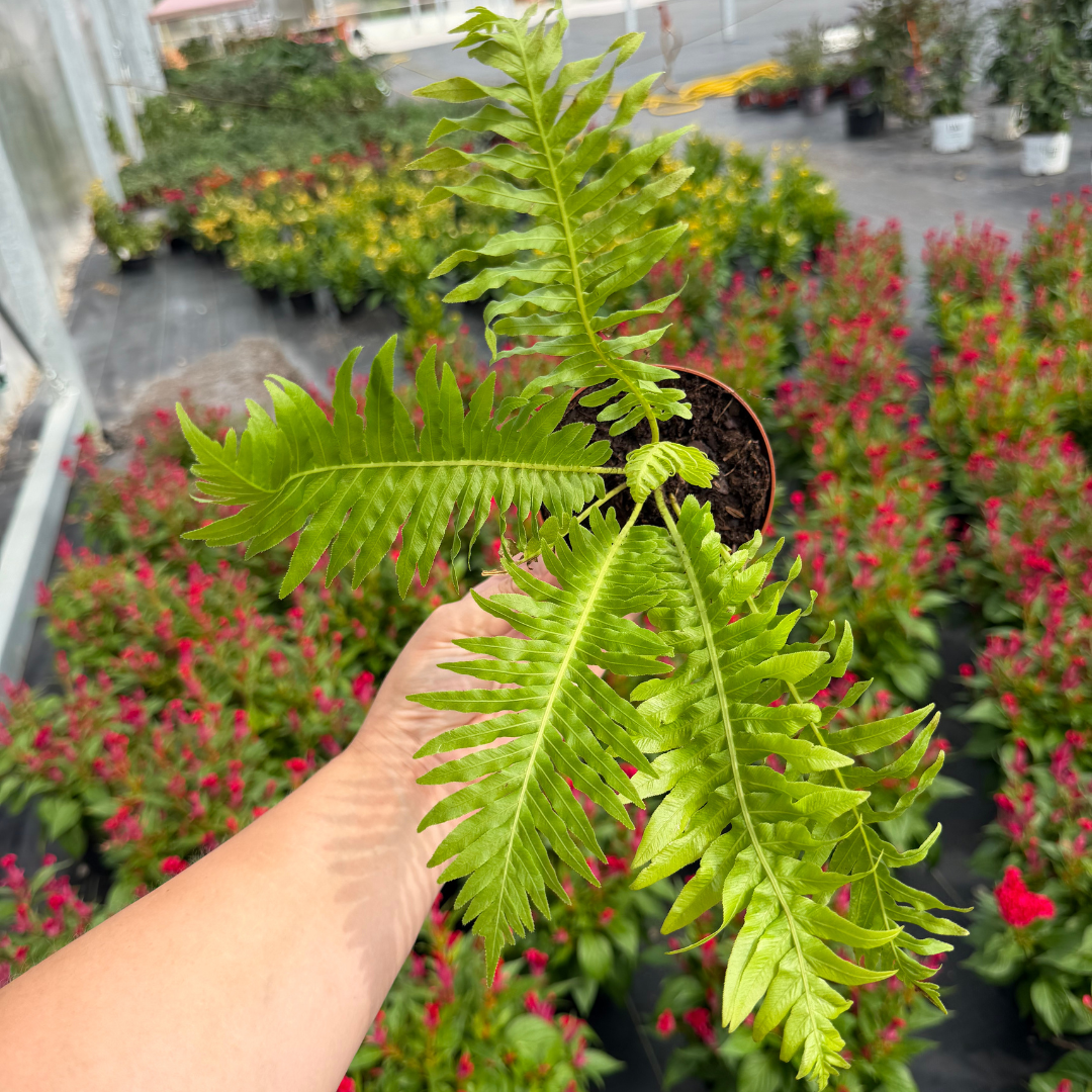 Silver Lady Tree Fern | Blechnum gibbum