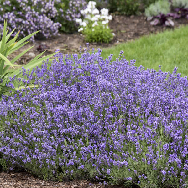Lavender 'Munstead' ~ Trio of 3 Hefty Plants for Preorder