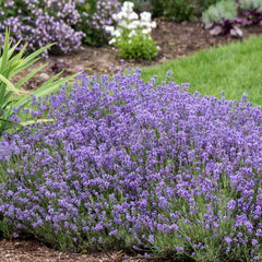 Lavender 'Munstead' ~ Trio of 3 Hefty Plants for Preorder