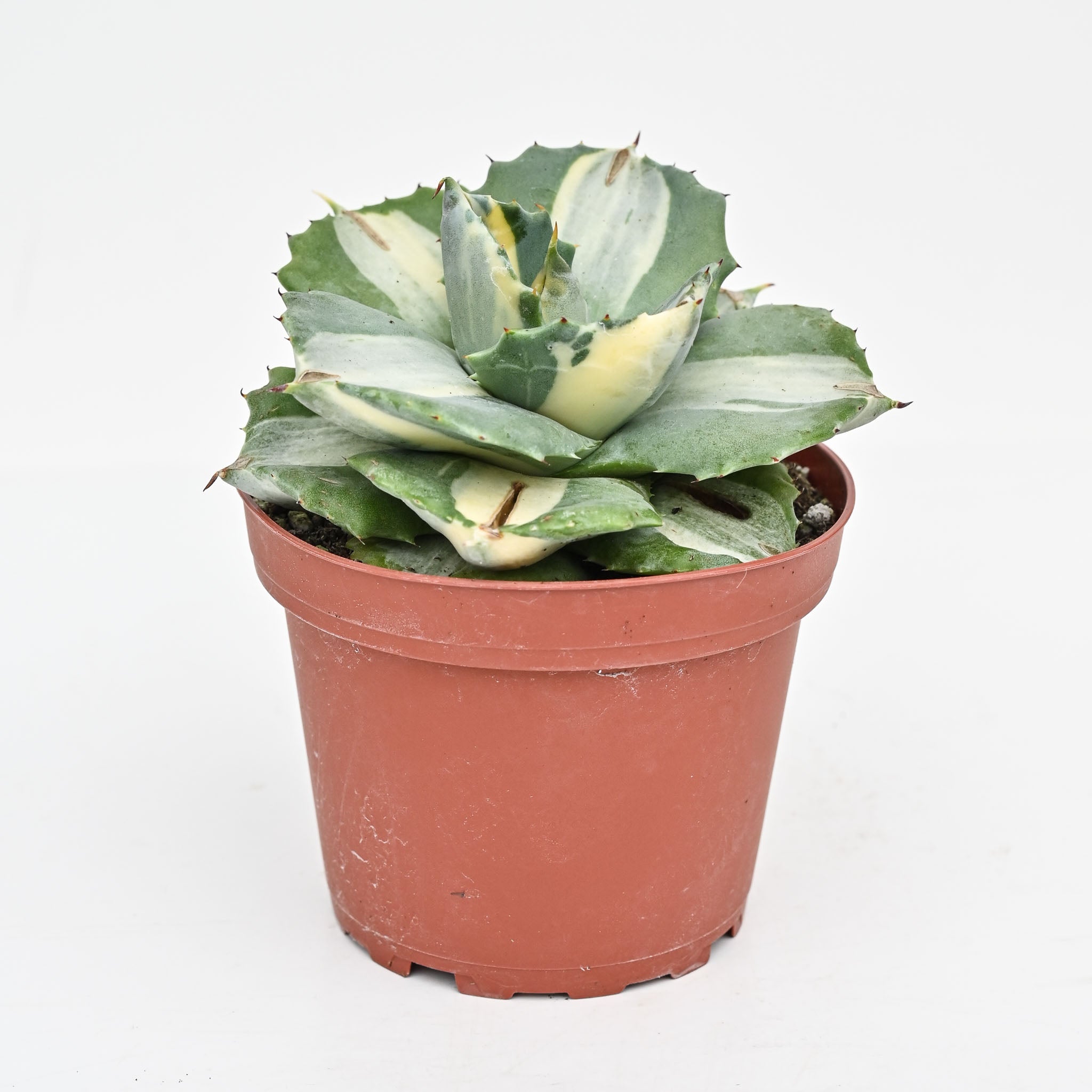 Agave potatorum✖️macroacantha【hybrid】　233 Agave (potatorum 'Spawn' x isthmensis) x (kristenii x potatorum