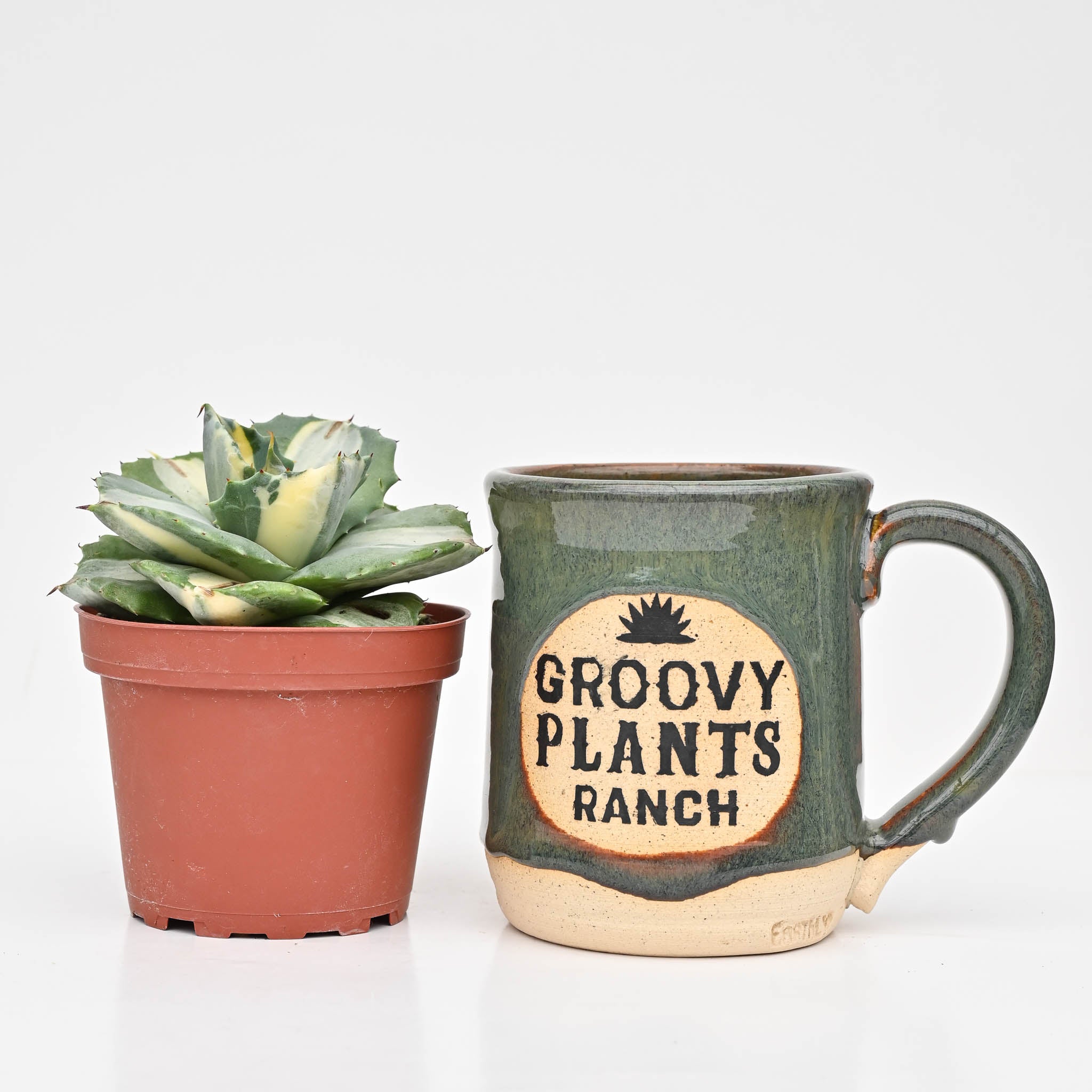 Agave 'Potatorum' – The Groovy Plants Ranch LLC