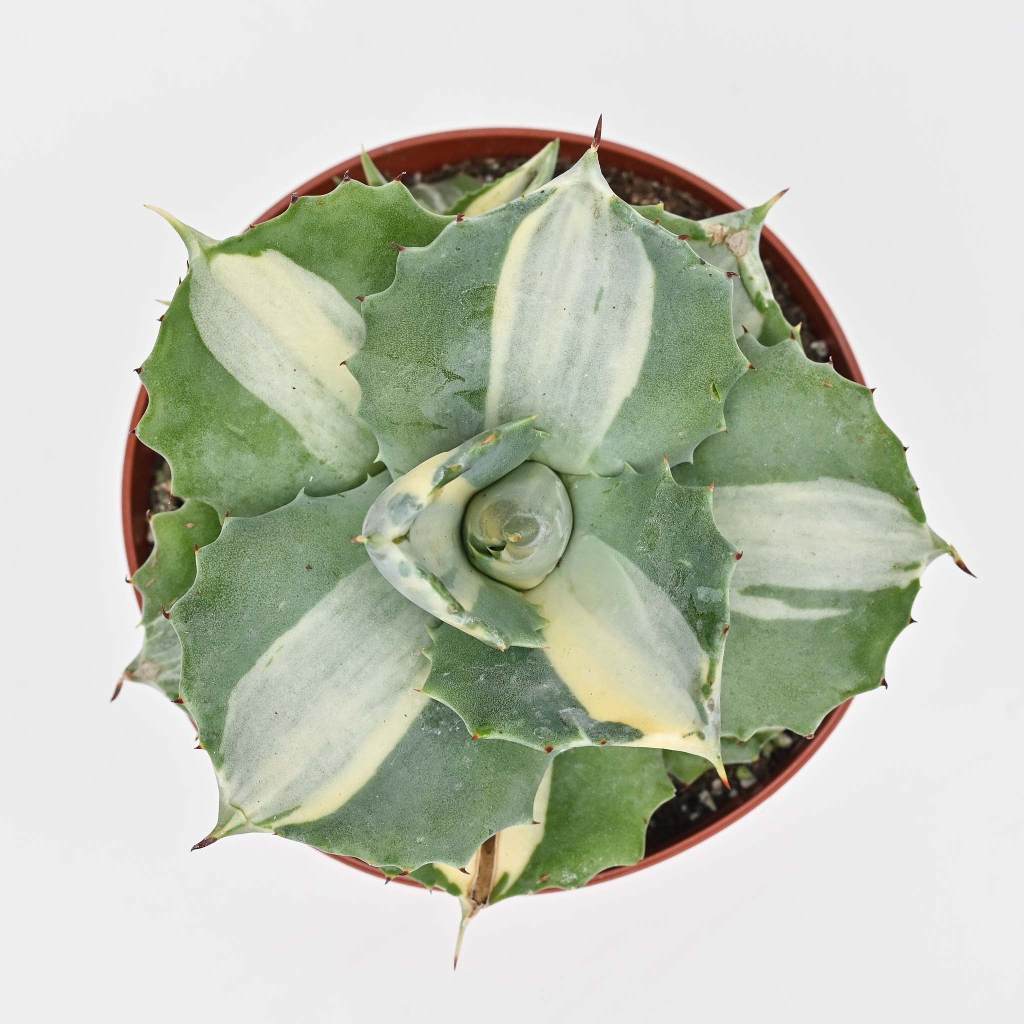 Agave 'Potatorum' – The Groovy Plants Ranch LLC