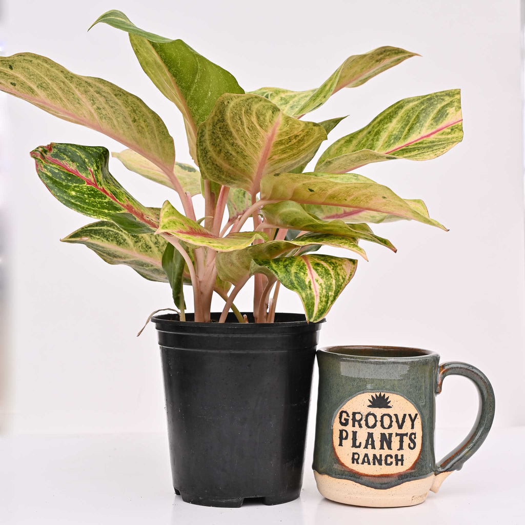 Chinese Evergreen | Aglaonema 'golden fluorite'