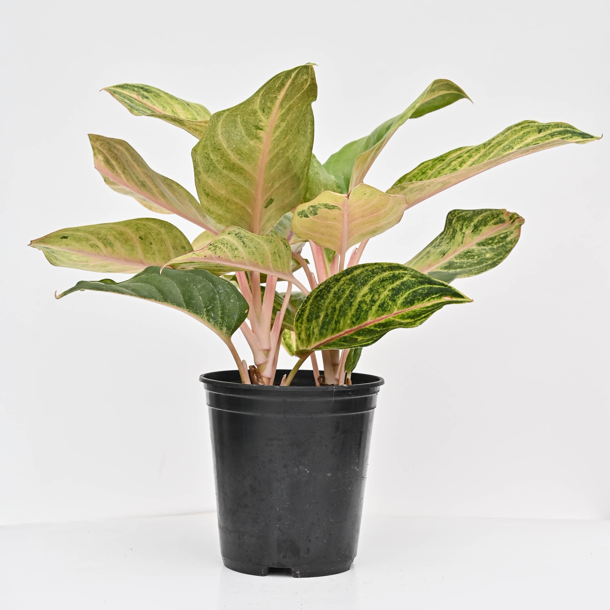 Chinese Evergreen | Aglaonema 'golden fluorite'