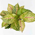 Chinese Evergreen | Aglaonema 'golden fluorite'