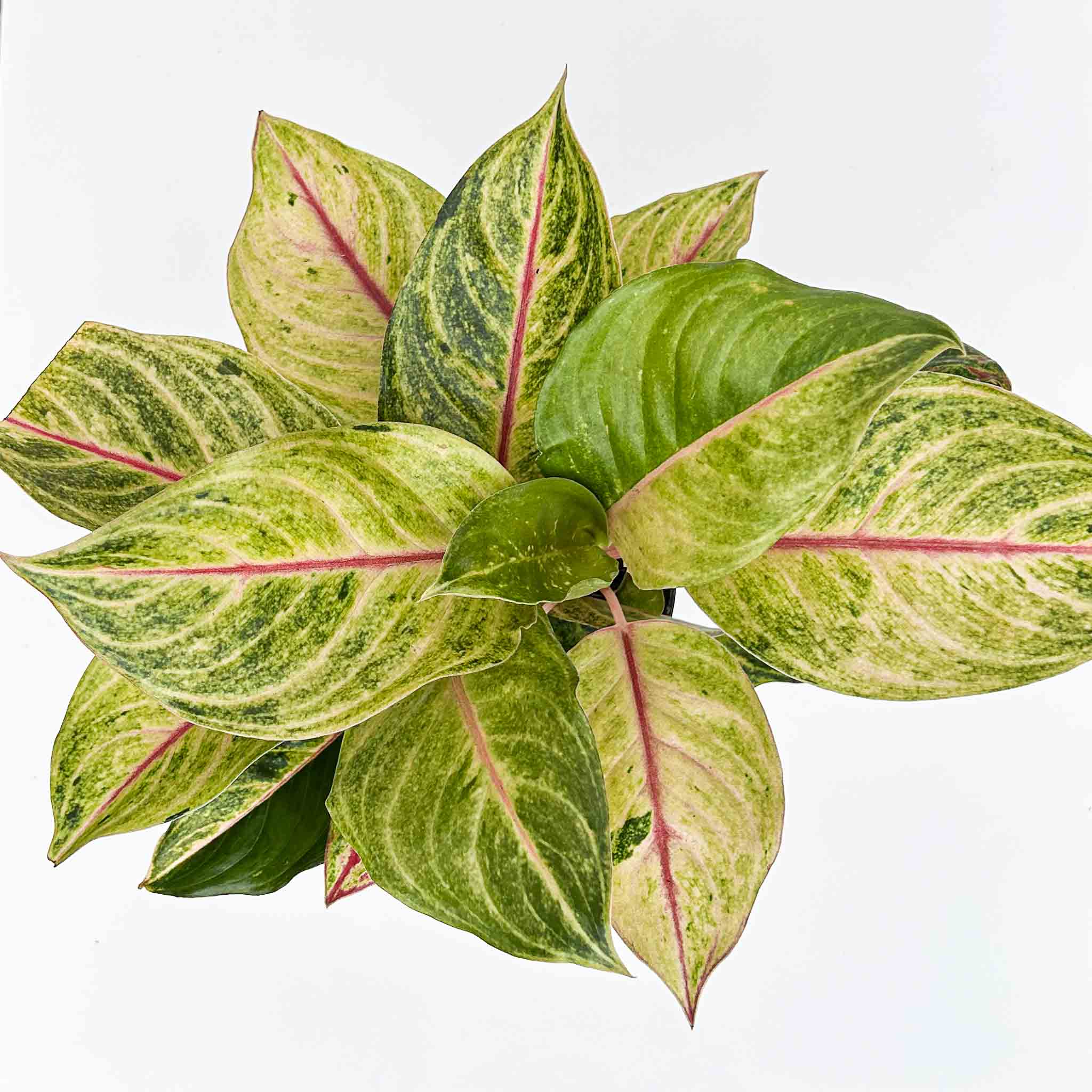 Chinese Evergreen | Aglaonema 'golden fluorite'