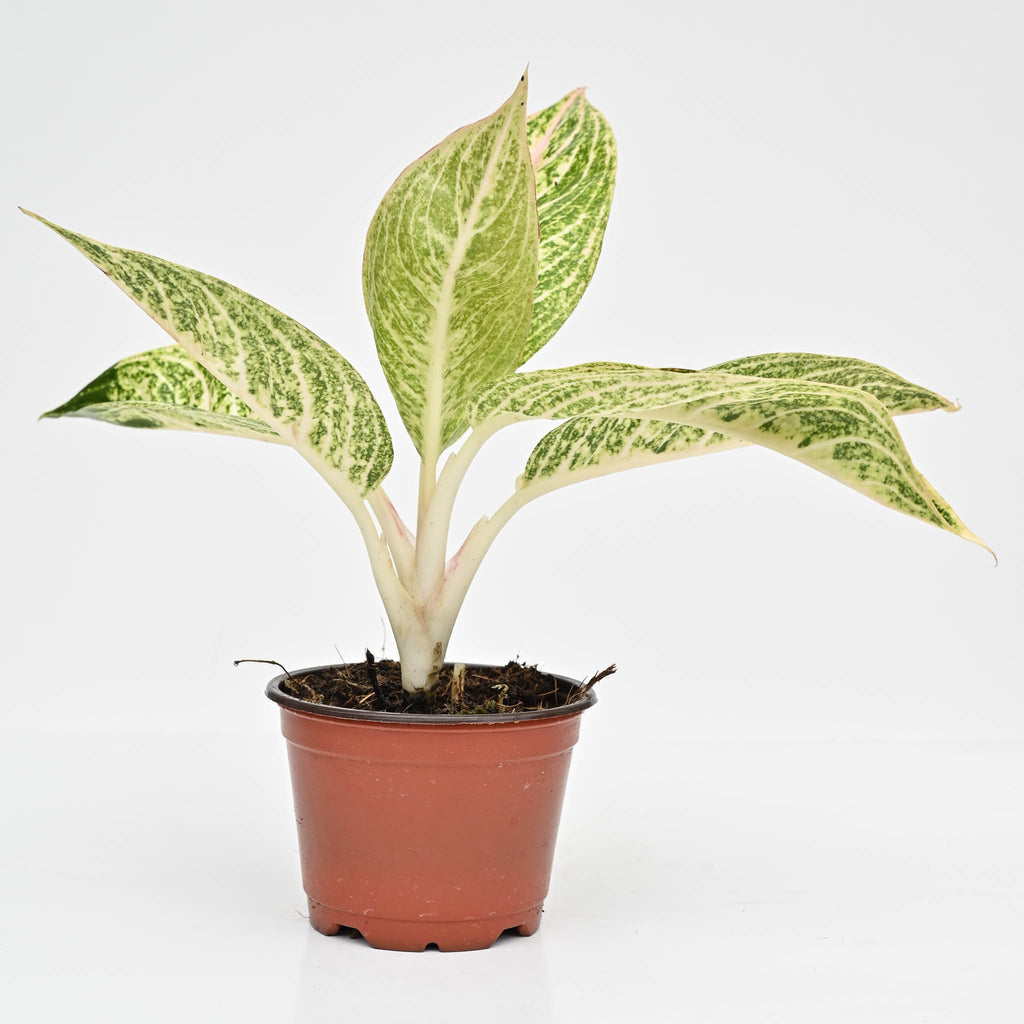 Chinese Evergreen | Aglaonema 'Legacy'