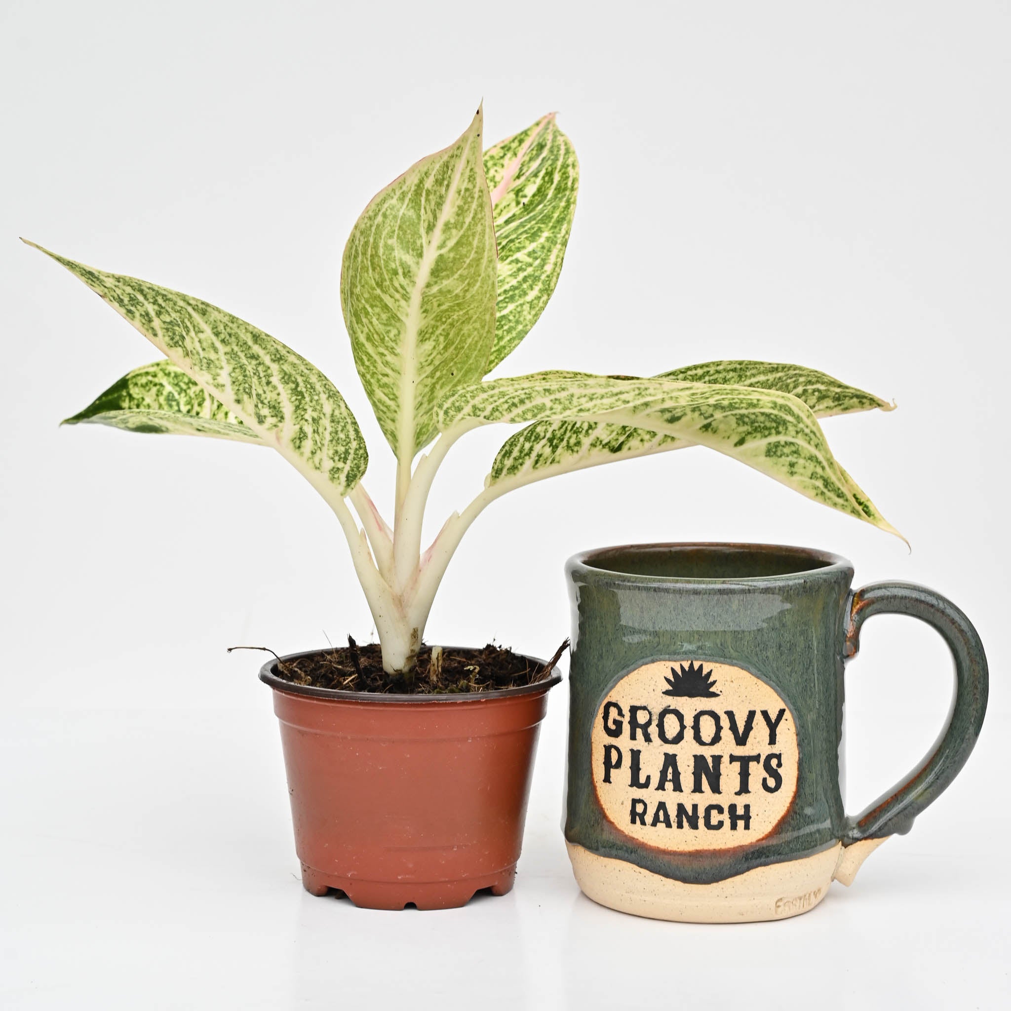 Chinese Evergreen | Aglaonema 'Legacy'