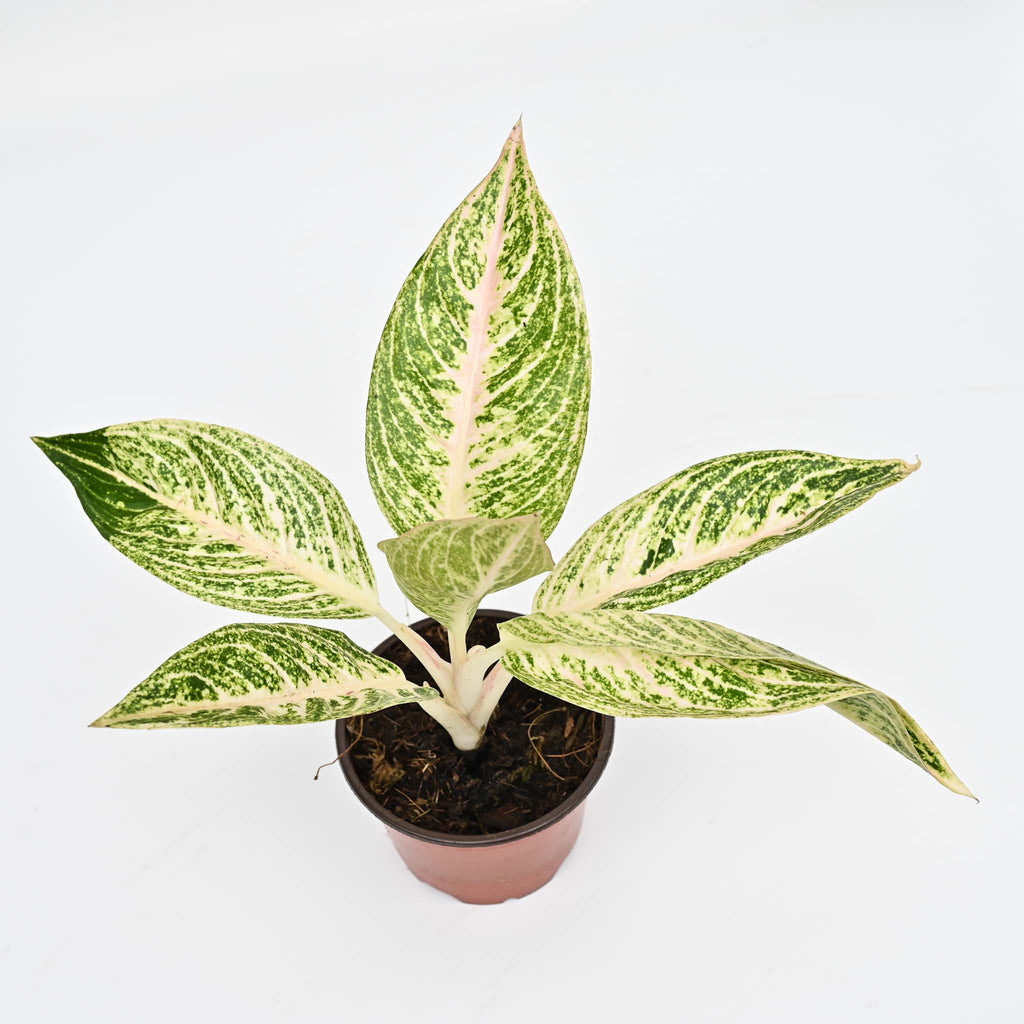 Chinese Evergreen | Aglaonema 'Legacy'