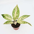 Chinese Evergreen | Aglaonema 'Legacy'
