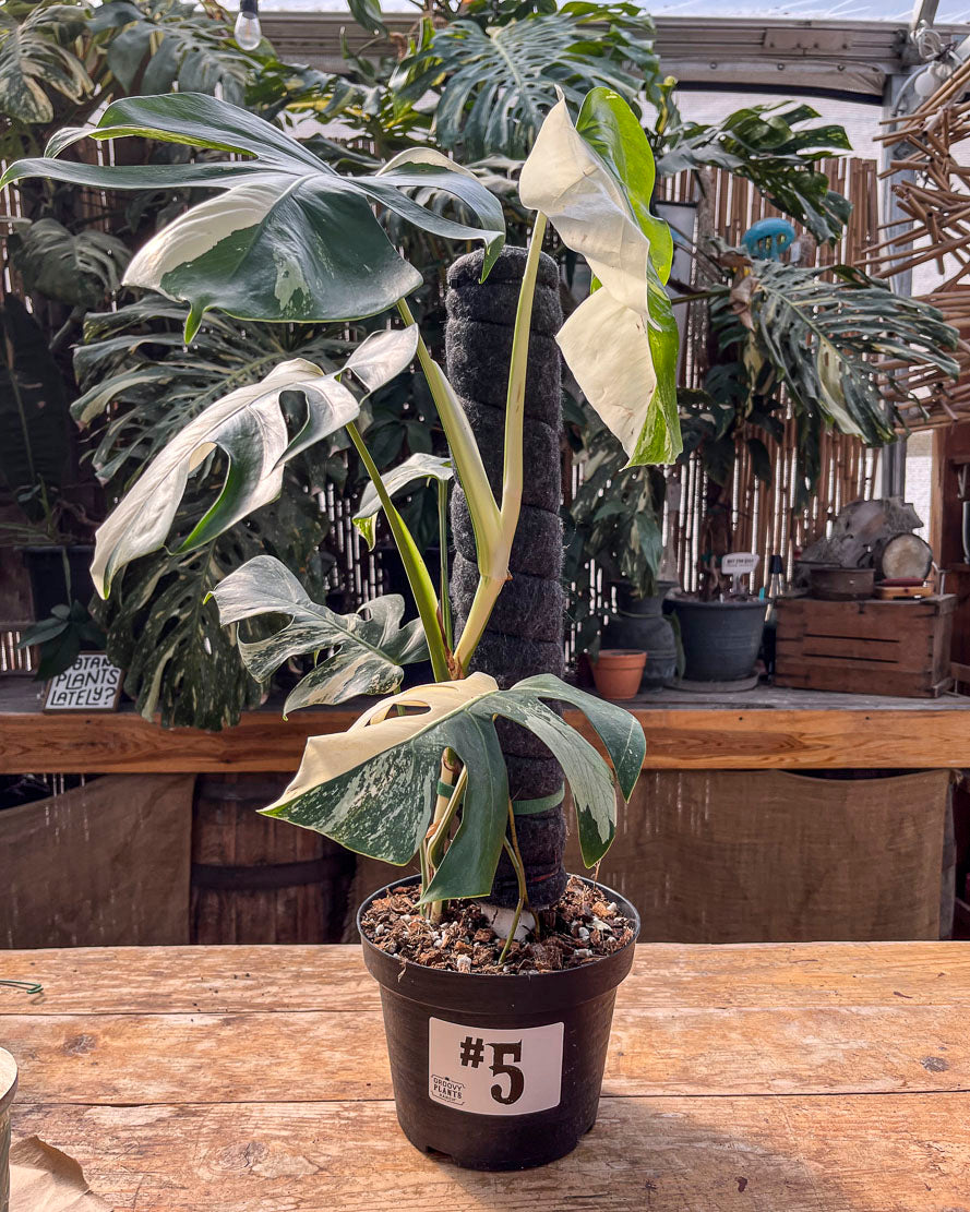 Monstera Albo Variegata in 8" Planter - Limited Release for Pickup Now