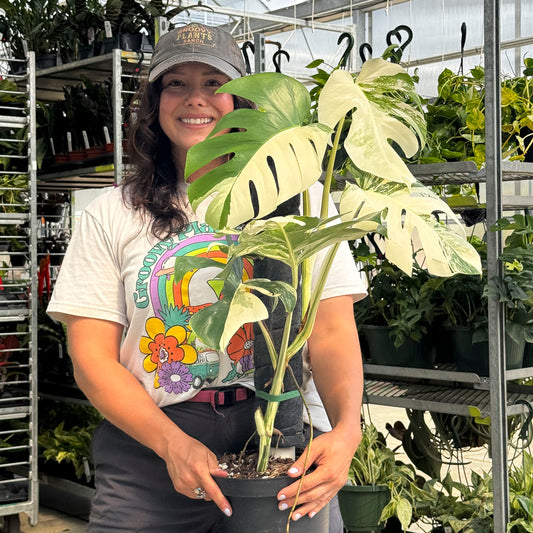 Monstera Albo Variegata in 8" Planter - Limited Release for Pickup Now