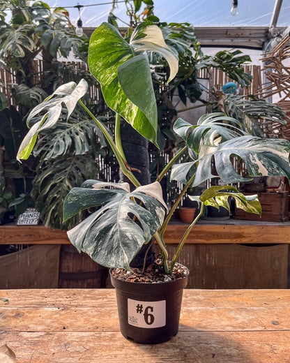 Monstera Albo Variegata in 8" Planter - Limited Release for Pickup Now