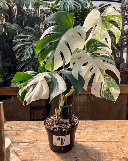 Monstera Albo Variegata in 8" Planter - Limited Release for Pickup Now