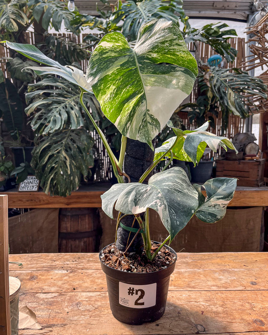 Monstera Albo Variegata in 8" Planter - Limited Release for Pickup Now