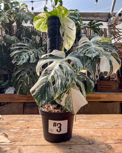 Monstera Albo Variegata in 8" Planter - Limited Release for Pickup Now