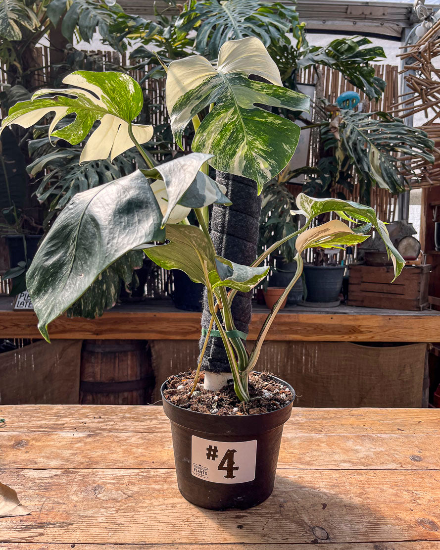 Monstera Albo Variegata in 8" Planter - Limited Release for Pickup Now
