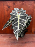 6" Alocasia Polly | Alocasia × amazonica 'Polly'