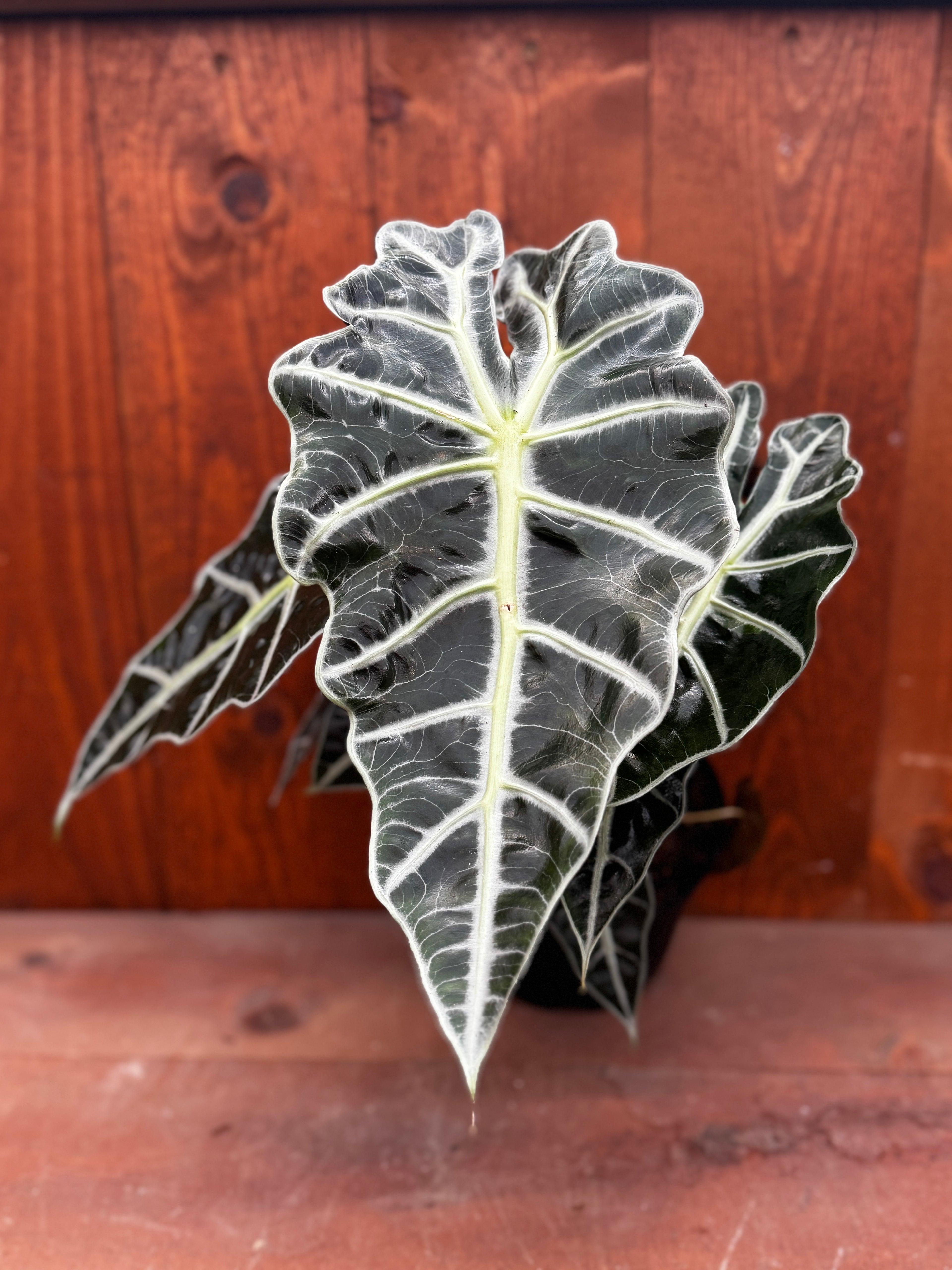 6" Alocasia Polly | Alocasia × amazonica 'Polly'