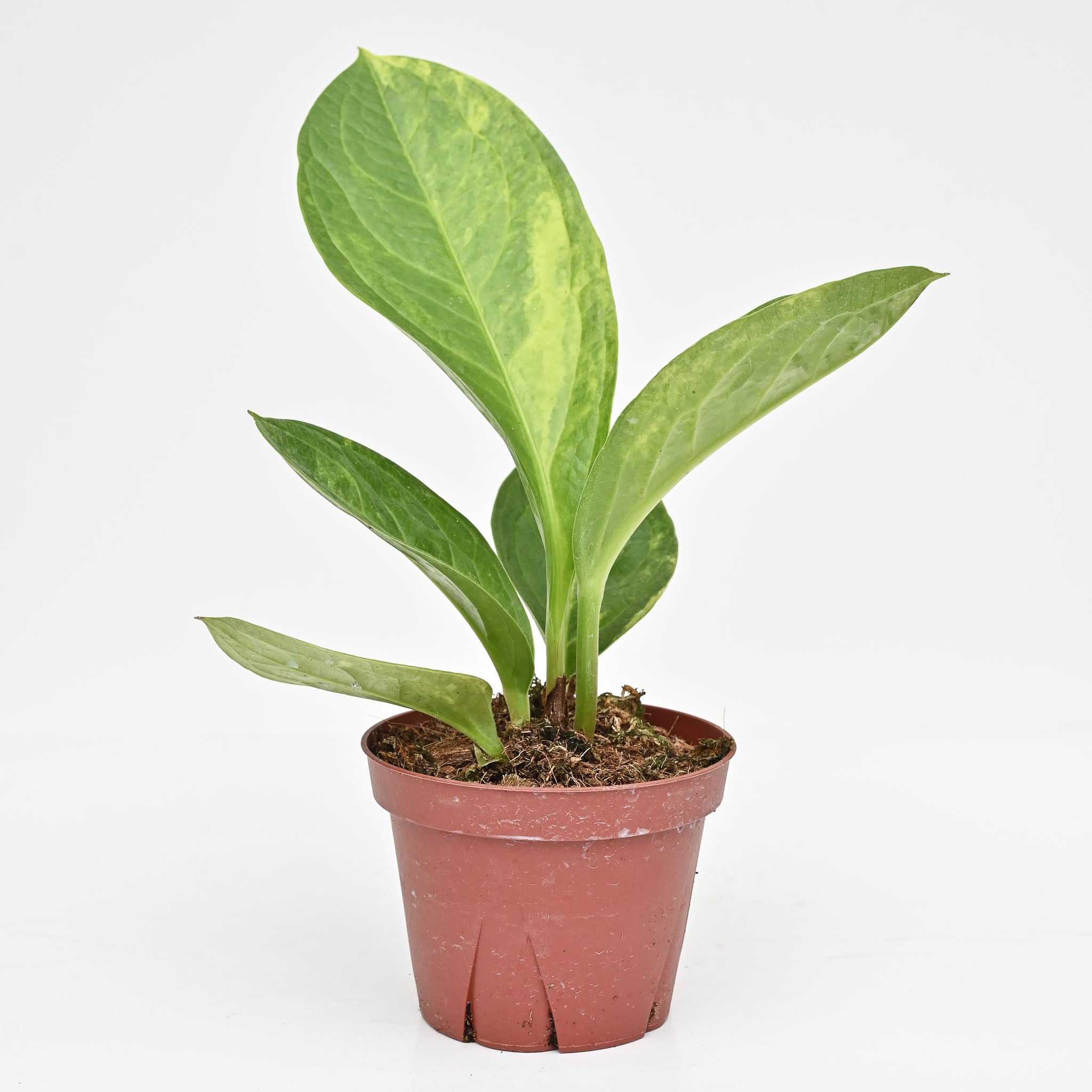 Anthurium Jenmanii Variegated – The Groovy Plants Ranch LLC