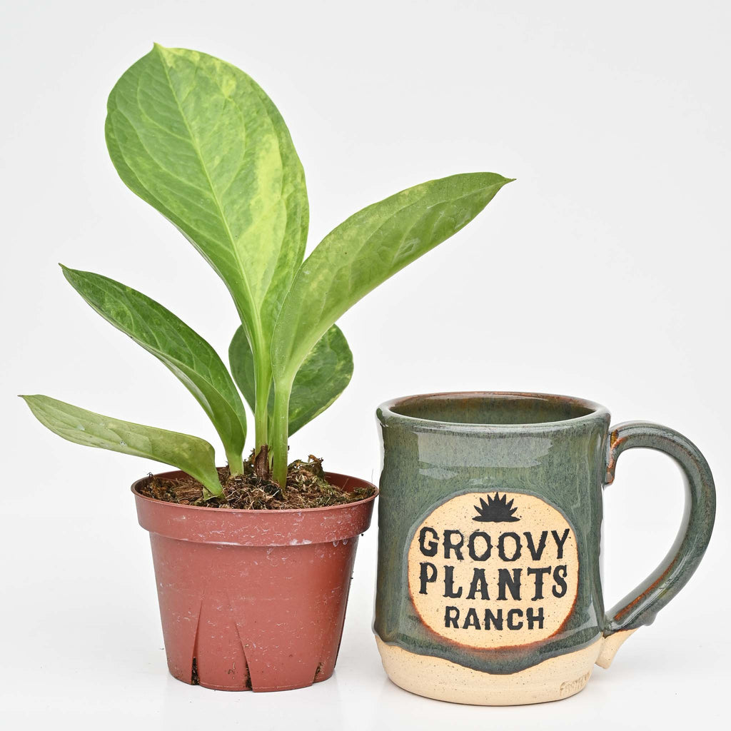 Anthurium Jenmanii Variegated