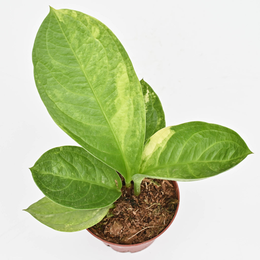 Anthurium Jenmanii Variegated