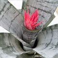 Silver Vase Plant | Aechmea Fasciata