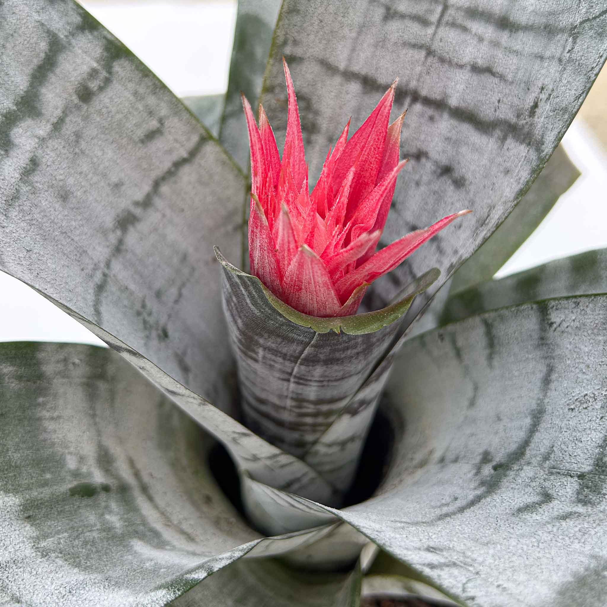 Silver Vase Plant | Aechmea Fasciata