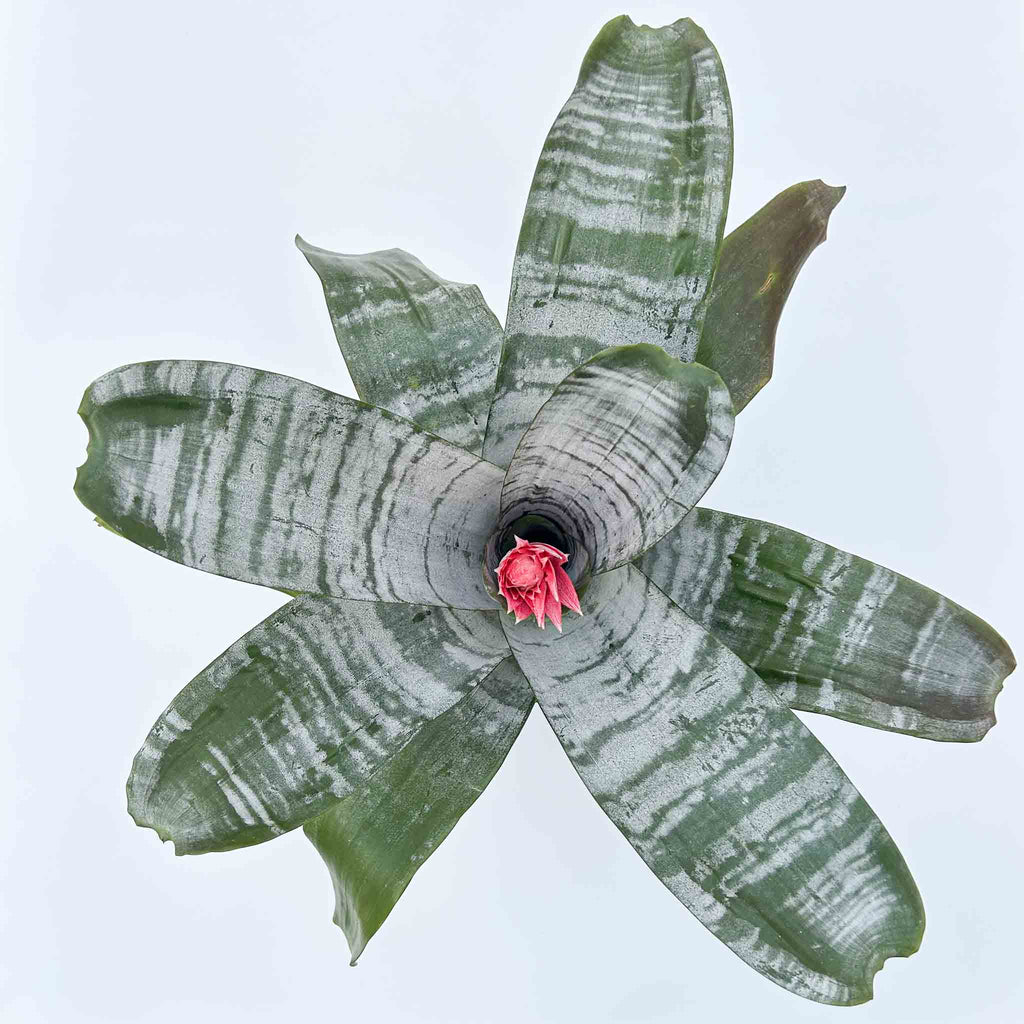 Silver Vase Plant | Aechmea Fasciata