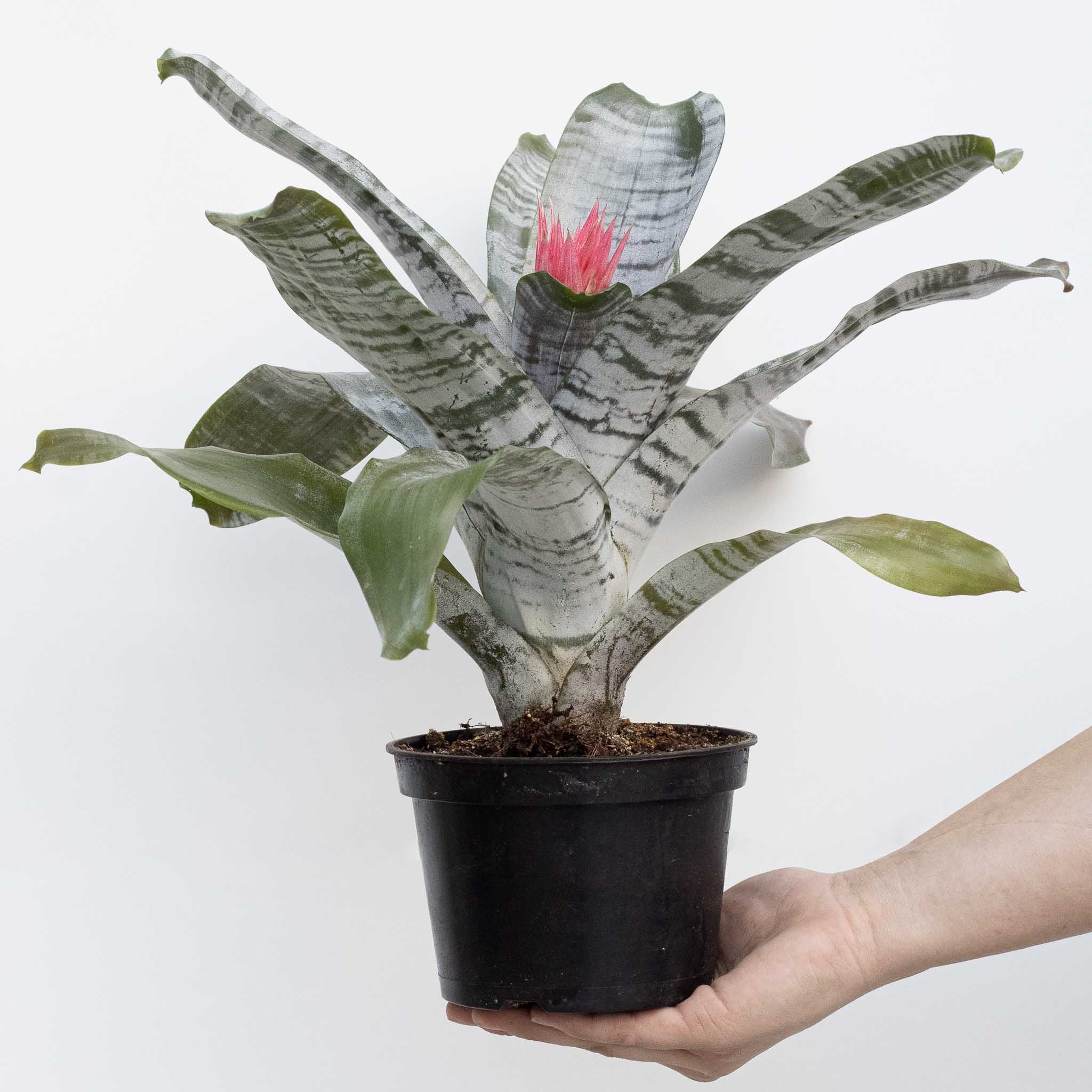 Silver Vase Plant | Aechmea Fasciata