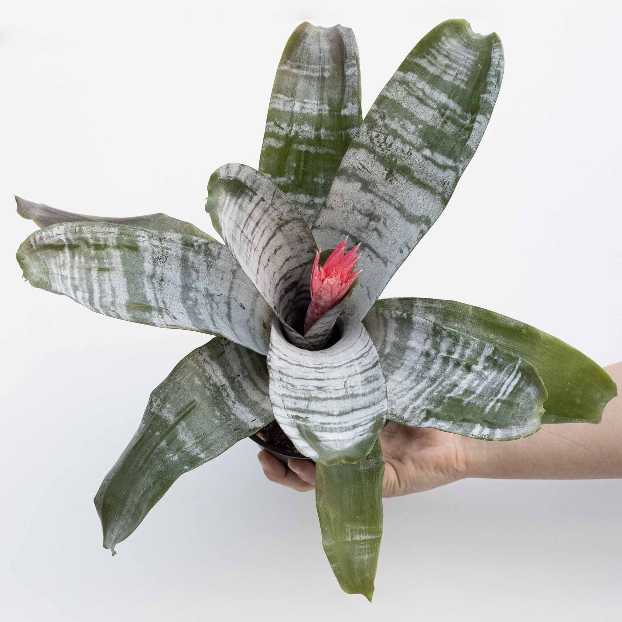Silver Vase Plant | Aechmea Fasciata