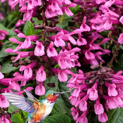 Salvia 'Unplugged® Pink' ~ Trio of 3 Hefty Plants