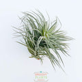 Tillandsia Aeranthos 'Half Dome'
