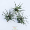 Trio of Tillandsia Aeranthos Negra 6-7"
