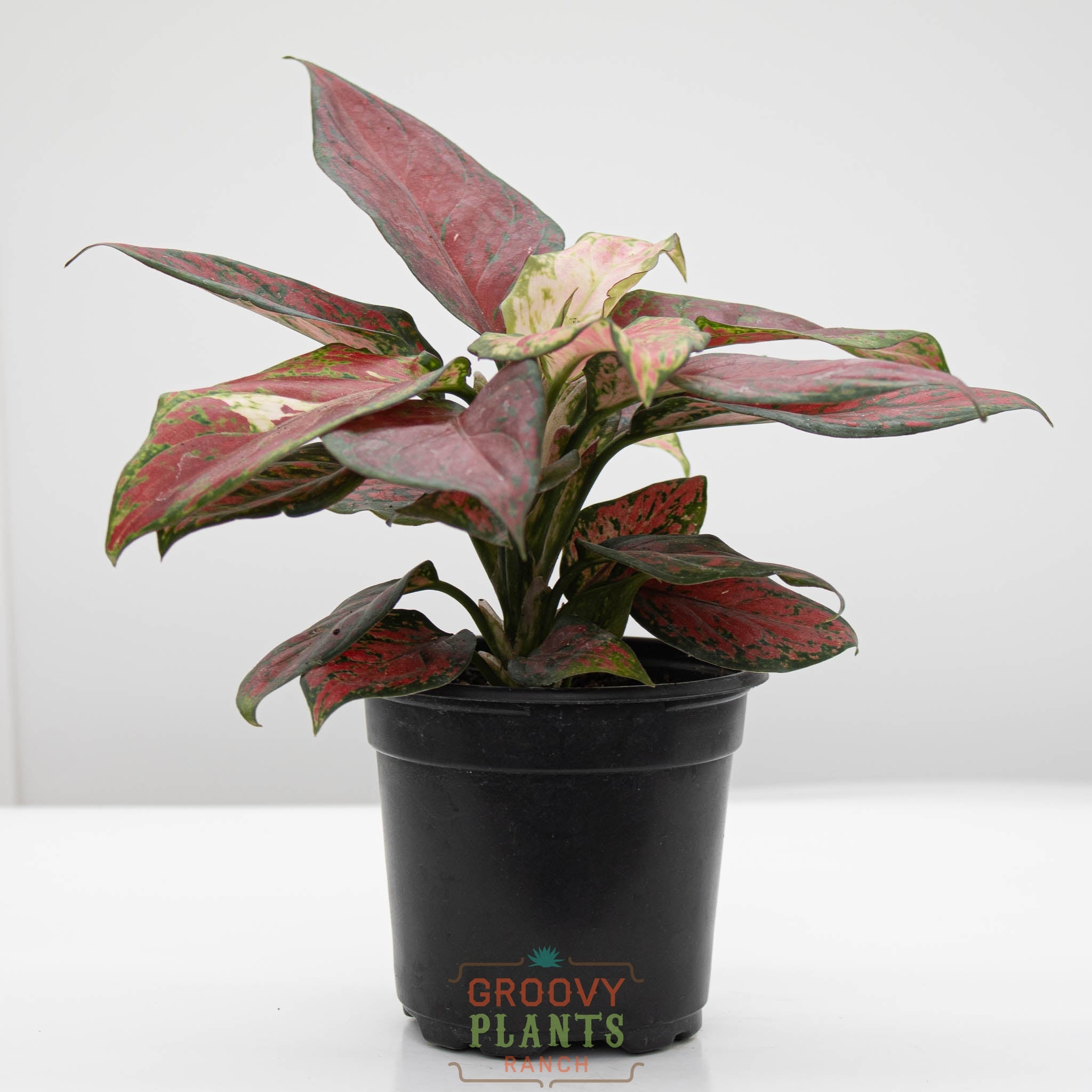 Chinese Evergreen | Aglaonema 'black anyamanee'