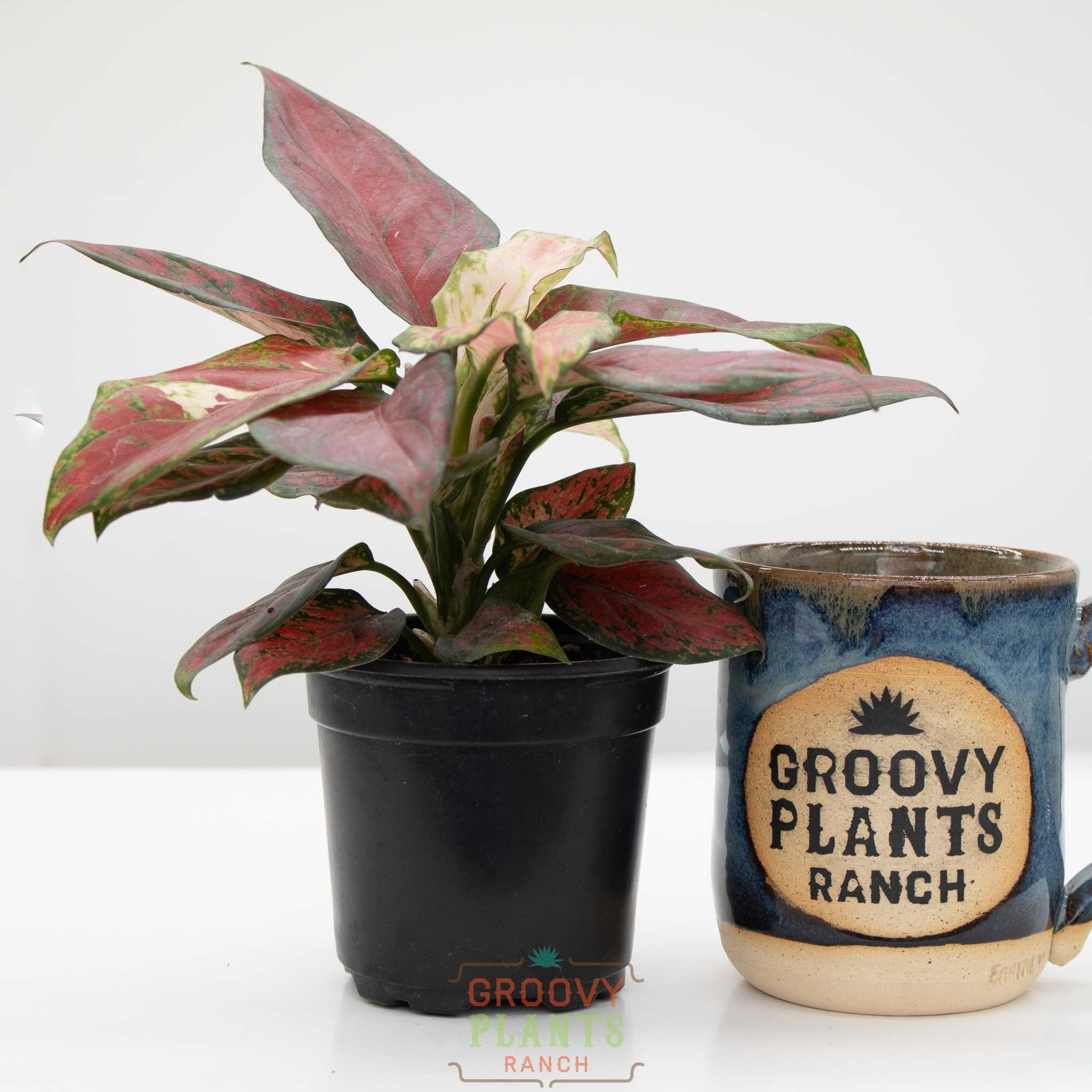 Chinese Evergreen | Aglaonema 'black anyamanee' – The Groovy