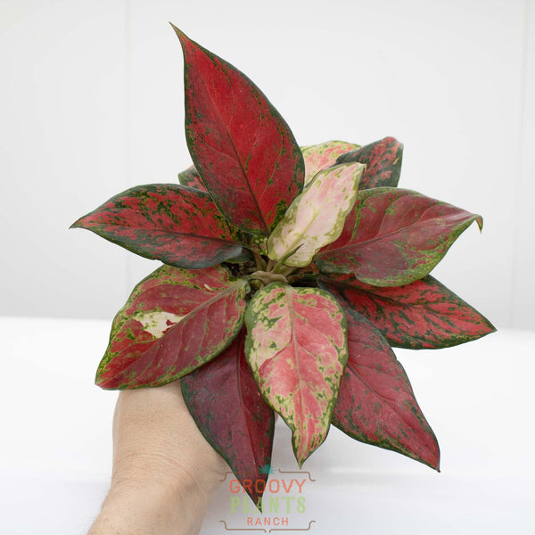 正規タグ付　Aglaonema EVA AZ0224-1 アグラオネマ AZ便 Chinese Evergreen | Aglaonema 'black anyamanee' – The Groovy