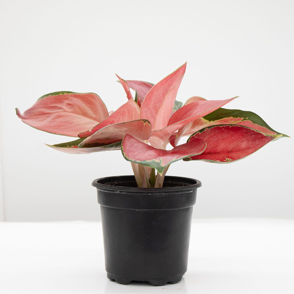 Chinese Evergreen | Aglaonema 'star king'