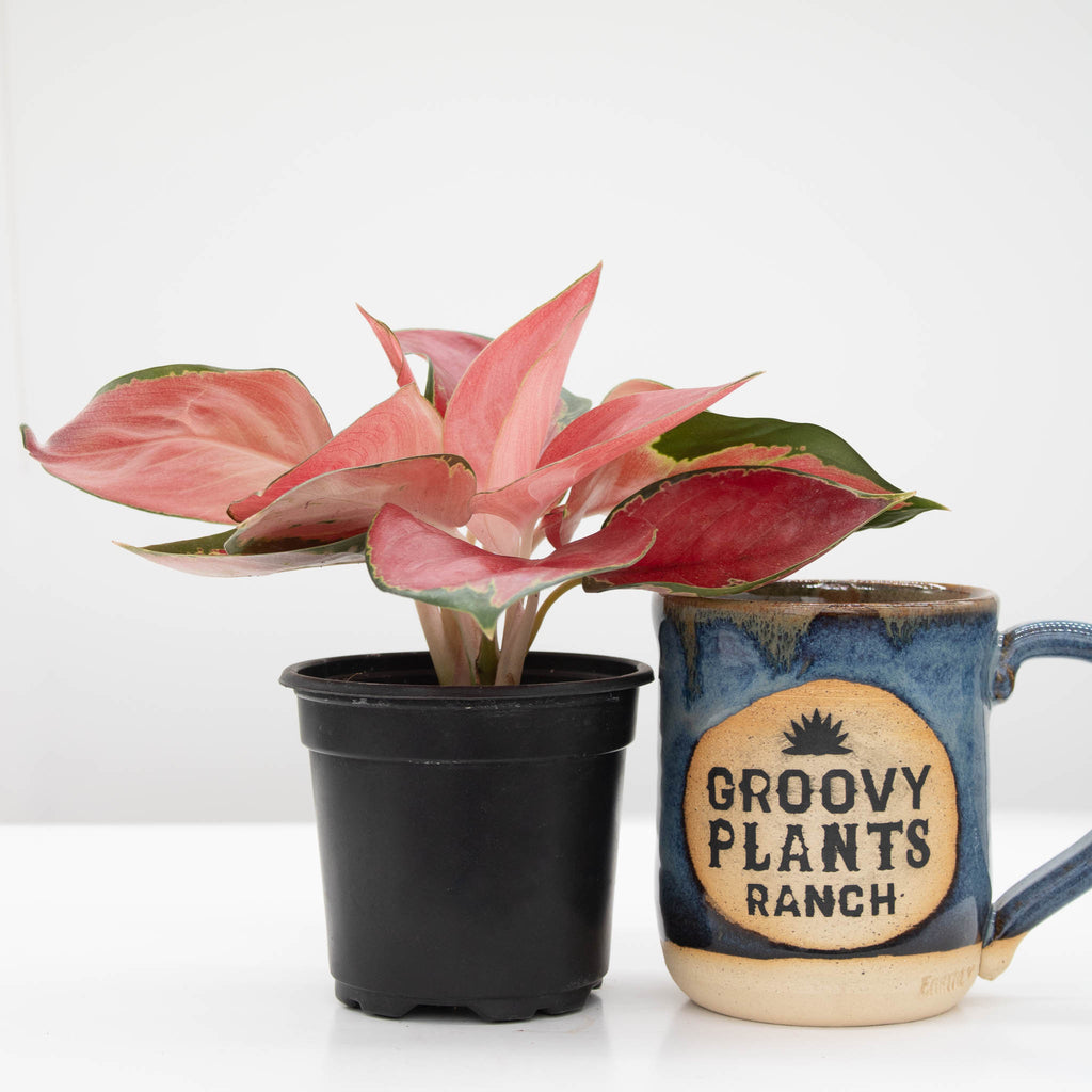 Chinese Evergreen | Aglaonema 'star king'