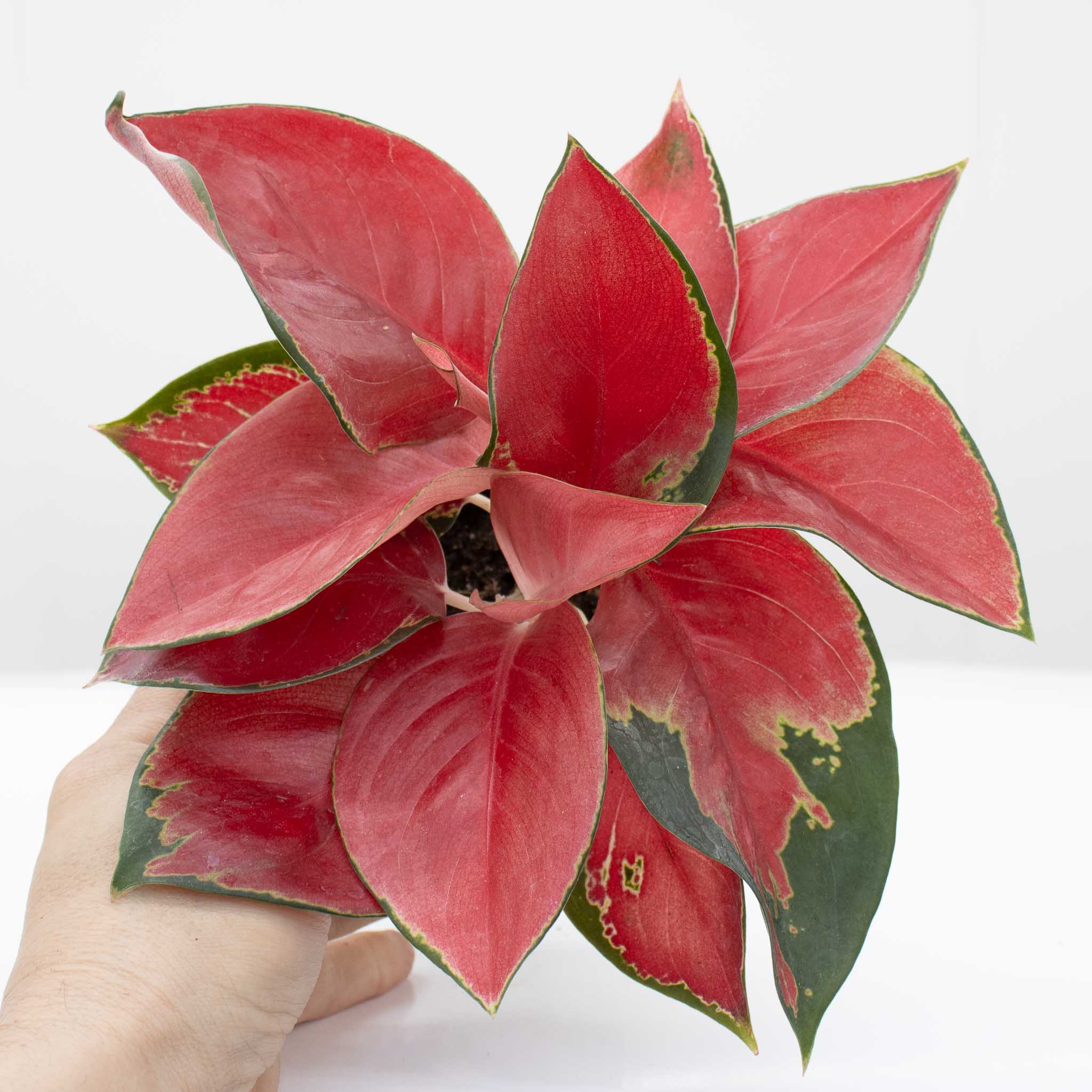 Chinese Evergreen | Aglaonema 'star king'