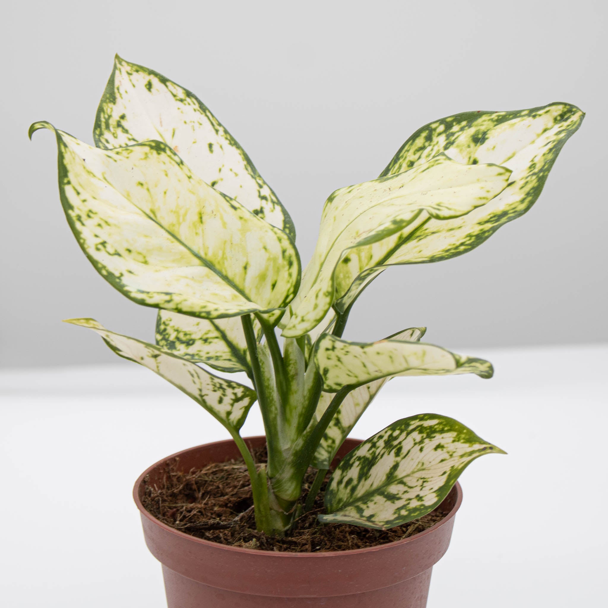 Chinese Evergreen | Aglaonema 'super white'