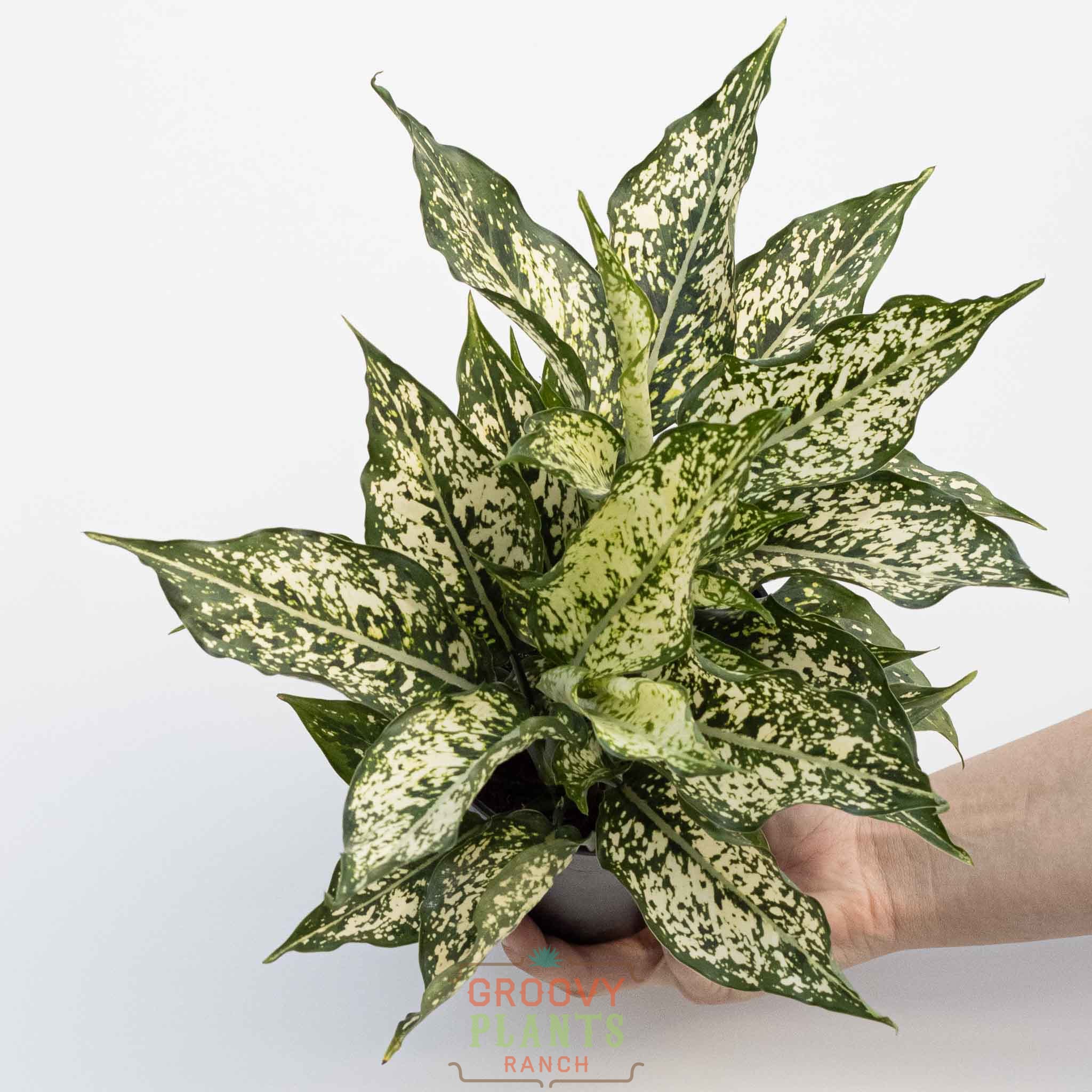 Chinese Evergreen | Aglaonema 'Thai Snowflakes'
