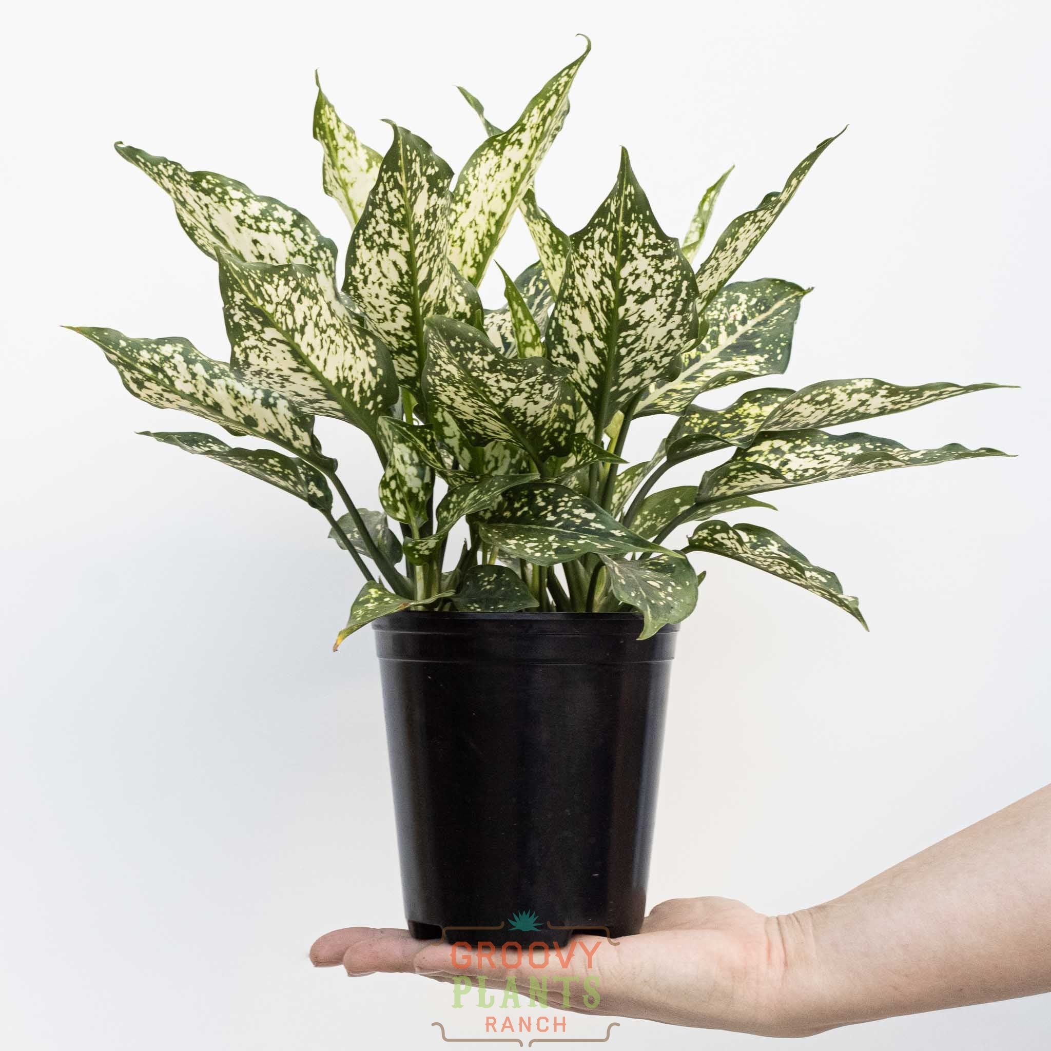 Chinese Evergreen | Aglaonema 'Thai Snowflakes'